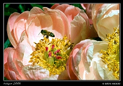  Bee & Flowers at Botanica with DeAnn Clark, Wichita, KS