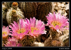  Cacti Flowers at Botanica with DeAnn Clark, Wichita, KS