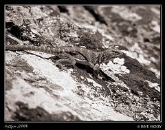  Lizard in Infrared near Kanopolis, KS