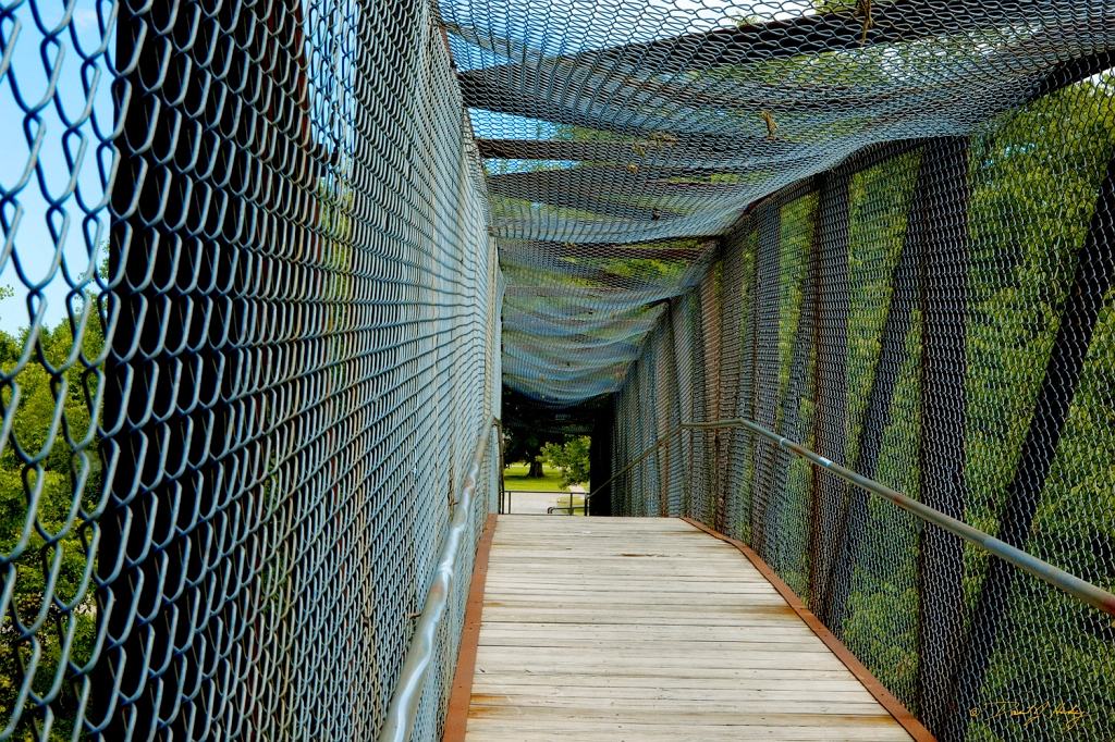 _MG_0017