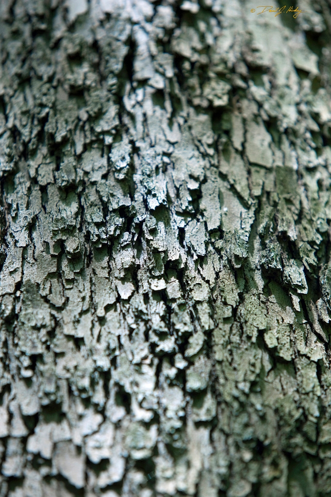 _MG_0687