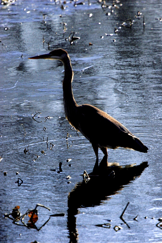 Ice003 Heron on the Housatonic River, Kent, CT  � Dave Hickey