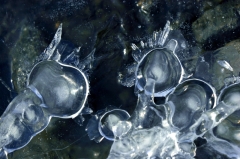 Ice038