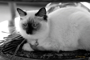  Coco