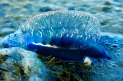  Jellyfish