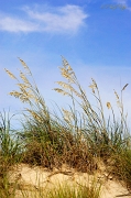  Sand grass, Outer Banks, NC