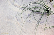  A day at the beach, Outer Banks, NC