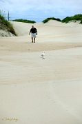  Free-range Cooper, Outer Banks, NC