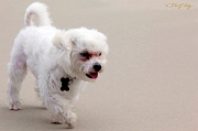  Cooper, Outer Banks, NC