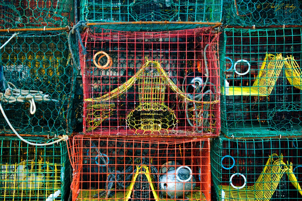 _MG_3135