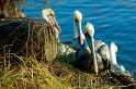  Pelicans