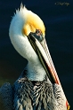  Pelican