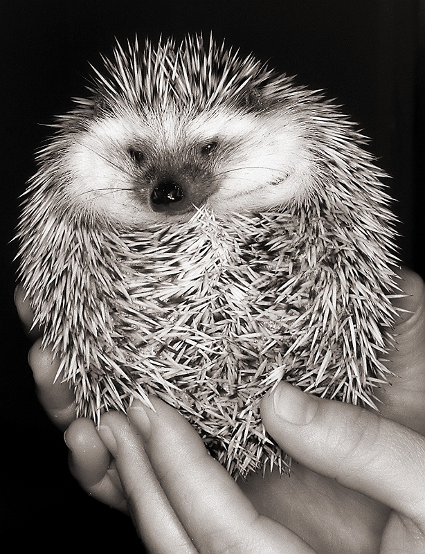 Hedgehog � Dave Hickey
