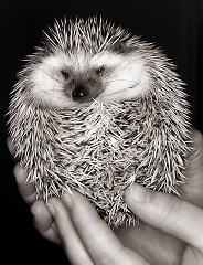 Hedgehog � Dave Hickey