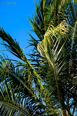  Sunset Beach palm