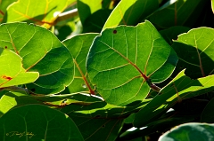  Sunset Beach plant