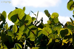  Sunset Beach plant