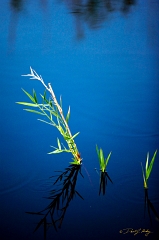  Water plants