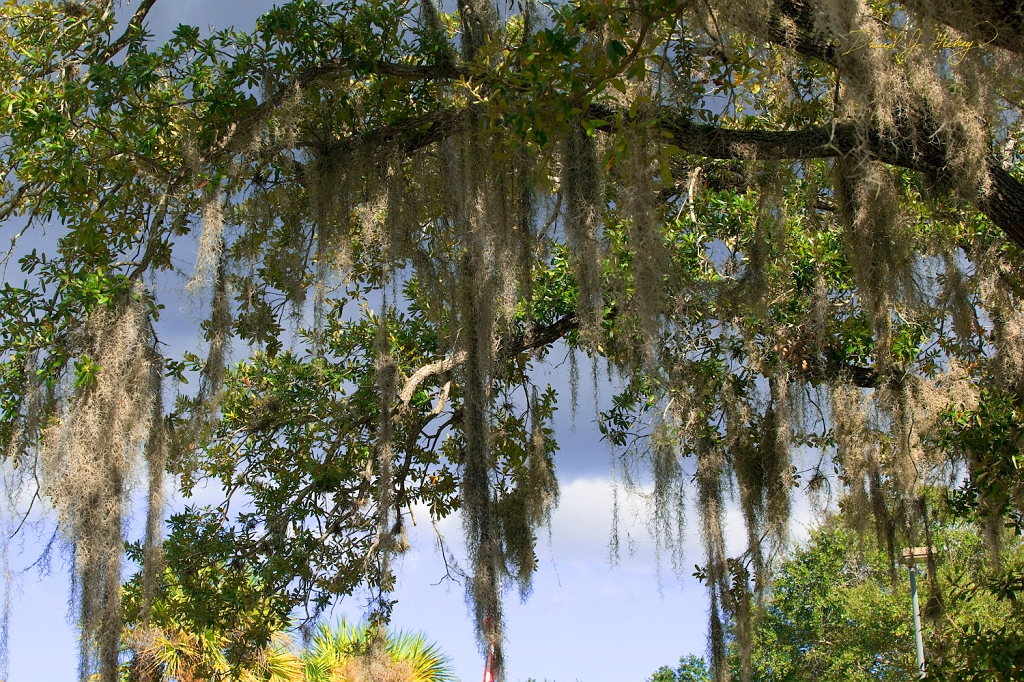 _MG_1937