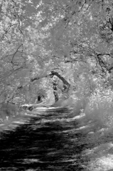 infrared_by_hicspix019