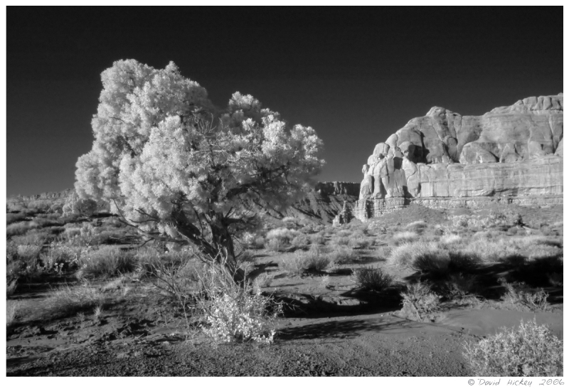 Infrared07 Brush at Arches National Park, Utah