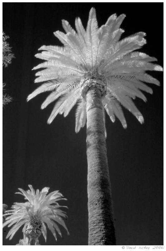 Infrared19 Palms at Ajo, Arizona