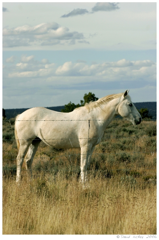 Southwest61 Horse, somewhere in Arizona