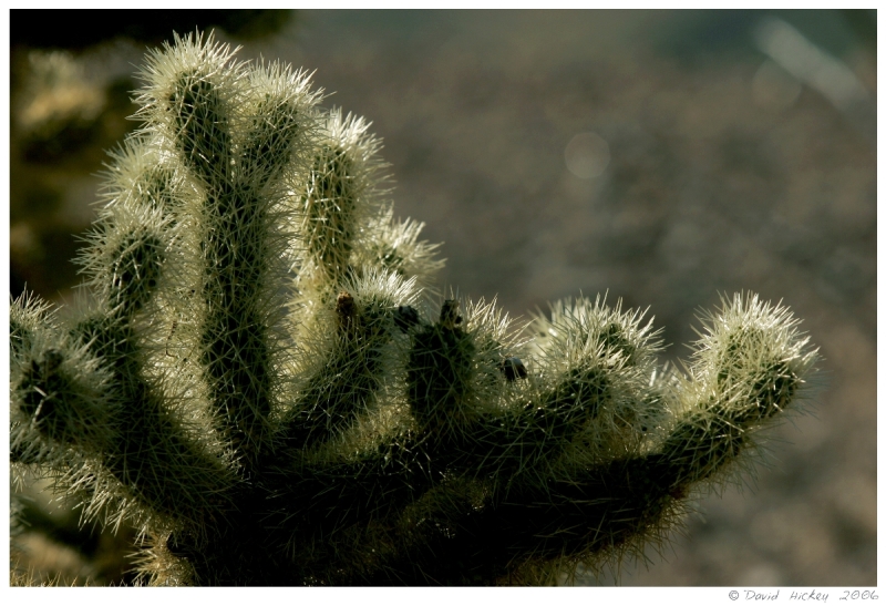 Southwest81 Cactus near Prescott, Arizona
