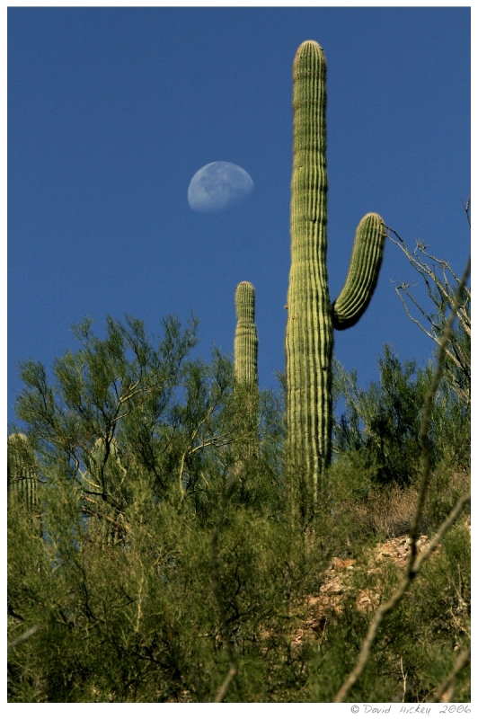 Southwest86 Cactus & moon near Prescott, Arizona