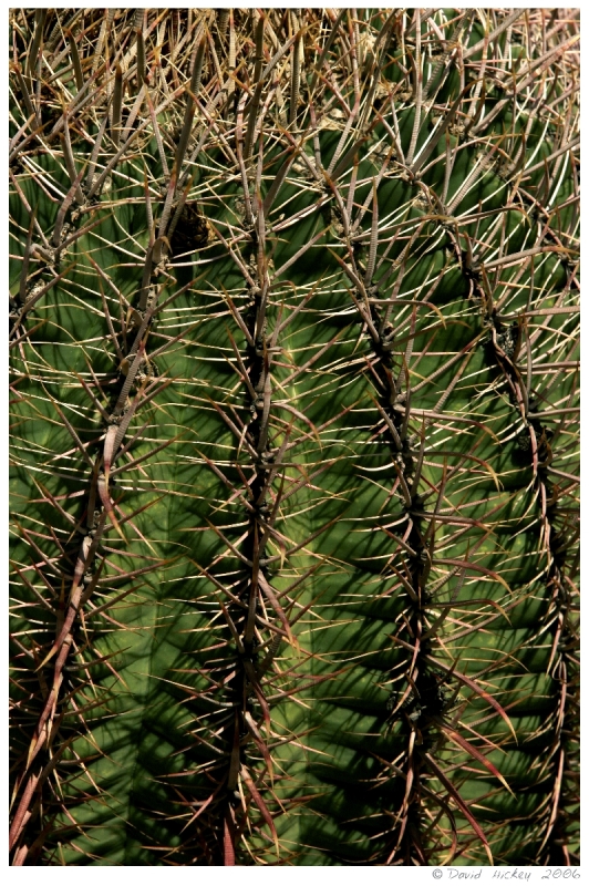 Southwest87 Cactus near Prescott, Arizona
