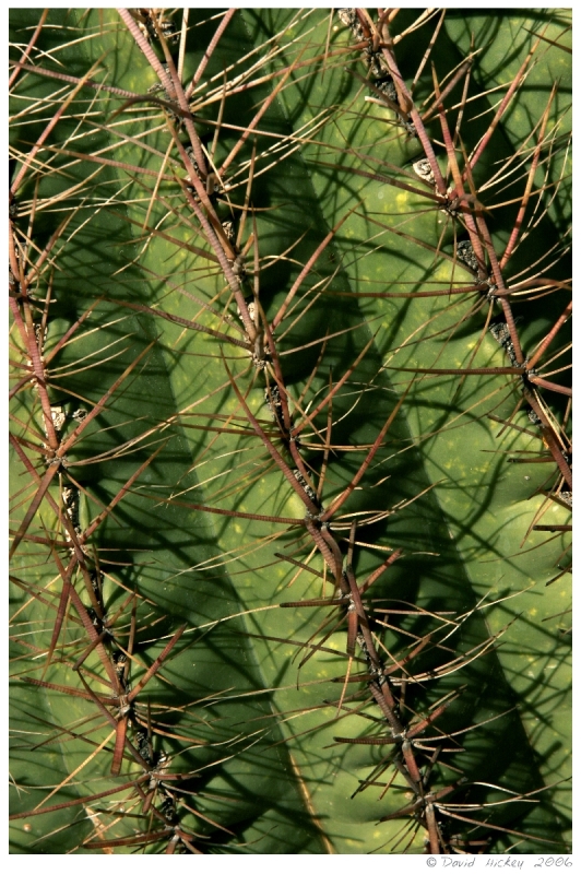Southwest89 Cactus near Prescott, Arizona
