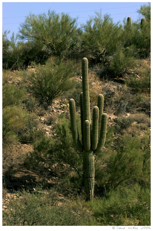 Southwest91 Cactus near Prescott, Arizona