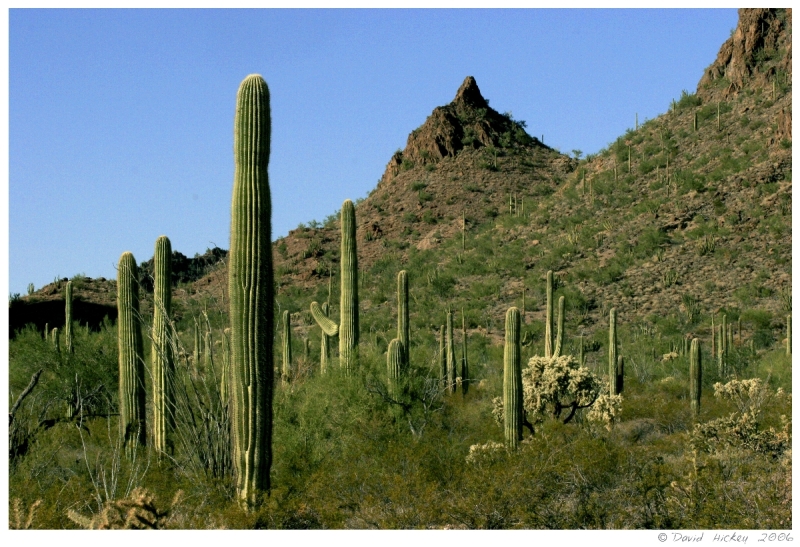 Southwest96 Cactus near Selles, Arizona