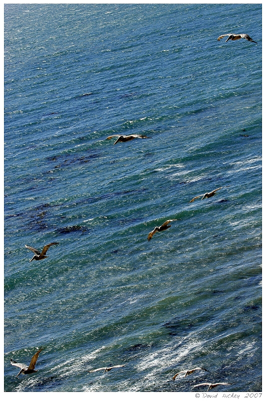 Scenics005 Pelicans in flight, along Highway 1