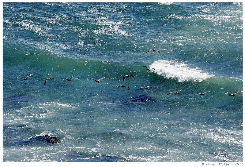 Scenics008 Pelicans in flight, along Highway 1