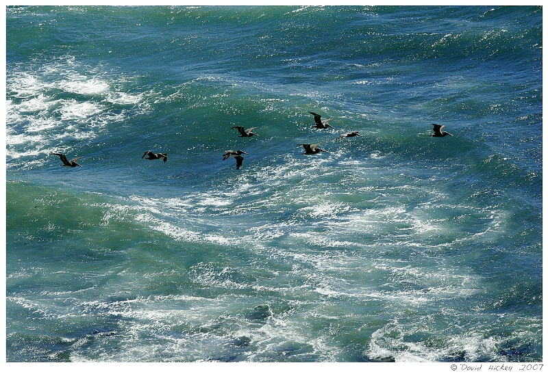 Scenics009 Pelicans in flight, along Highway 1