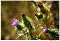 Scenics022 Thistles, along Highway 1