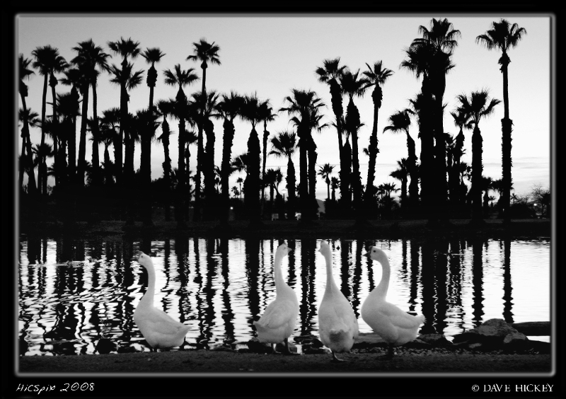 Offday013 Four geese
