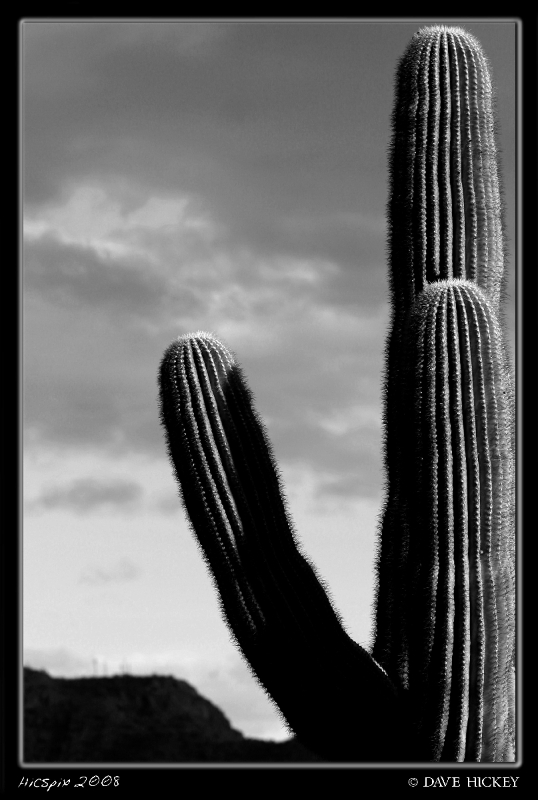 Offday026 Cactus, South Mountain