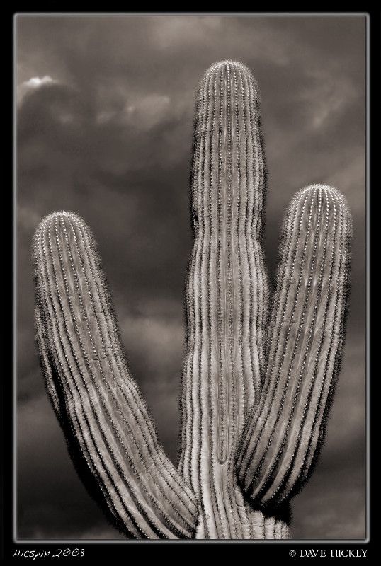 Offday028 Cactus, South Mountain