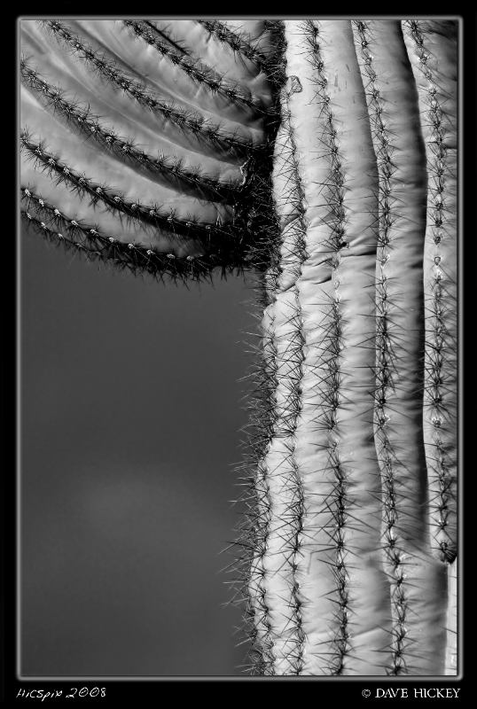 Offday031 Cactus, South Mountain