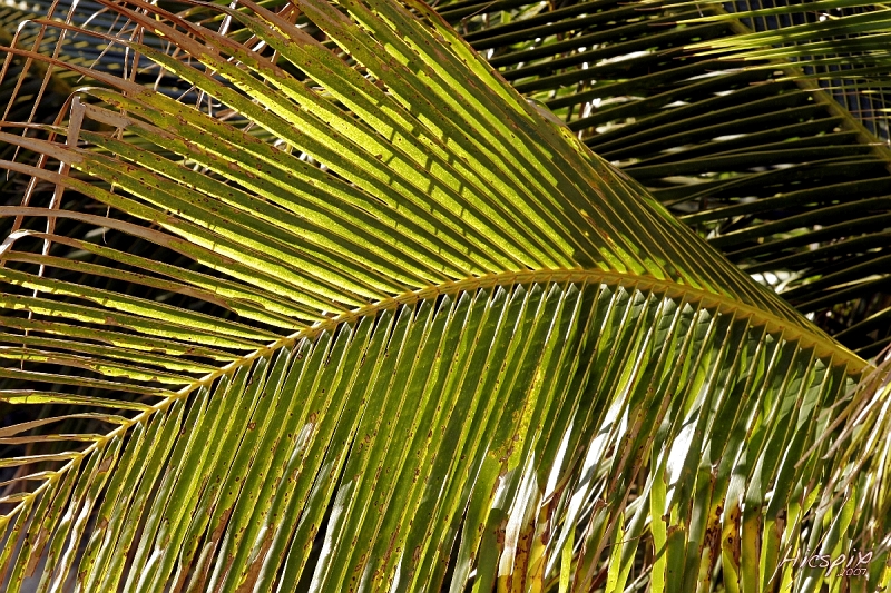 SSTampa038 Palms � Dave Hickey