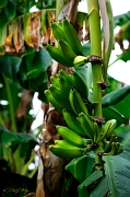  BTS -- 'Nanner Tree