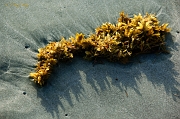  BTS -- Seaweed