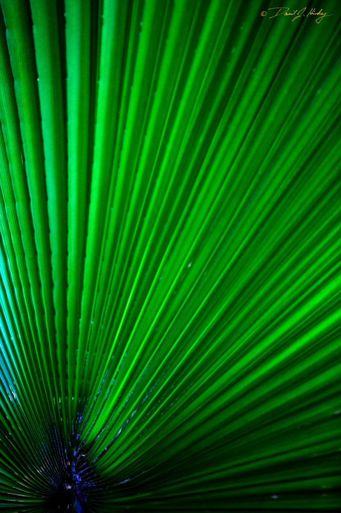 _MG_3294