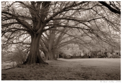 tomir05 Las Retamas property