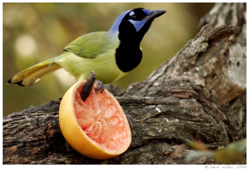birds01 Green Jay