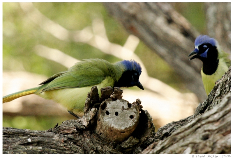 birds06 Green Jay fight