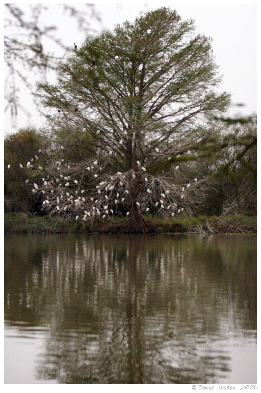 birds07 Egrets at rest