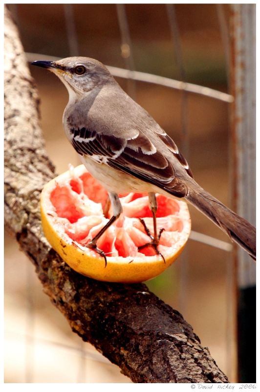 birds08 Bird
